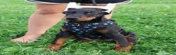 Doberman Pinscher dogs for sale: Doberman Pinscher 4 - Ad 17