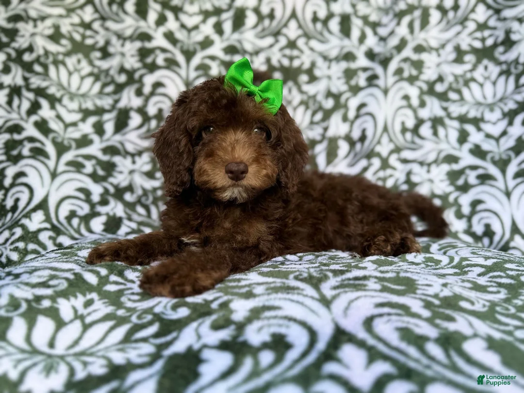 Cavapoo dogs for sale: Claire - Ad 2