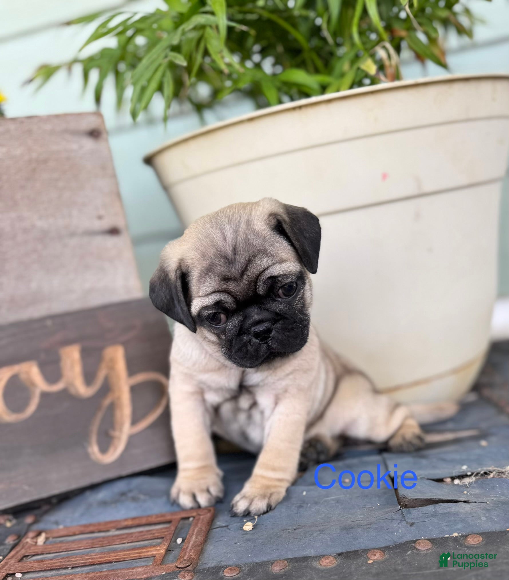 Pug dogs AKC, Cookie - Ad 2