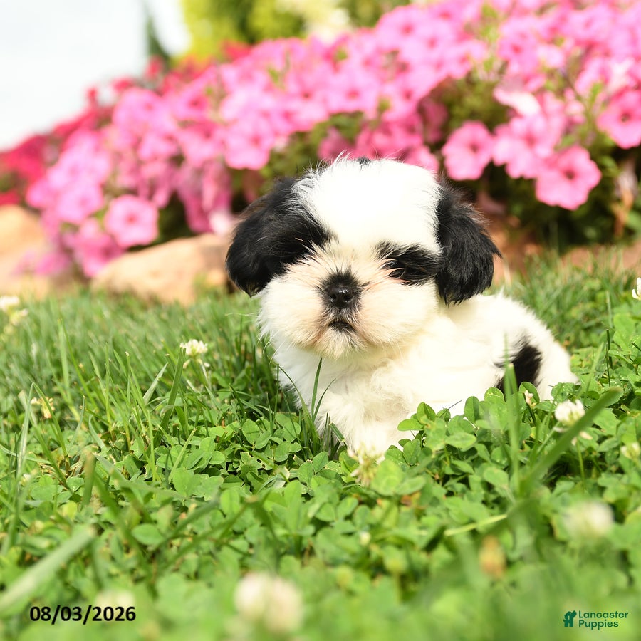 Shih Tzu dogs for sale: Aspen - Ad 1