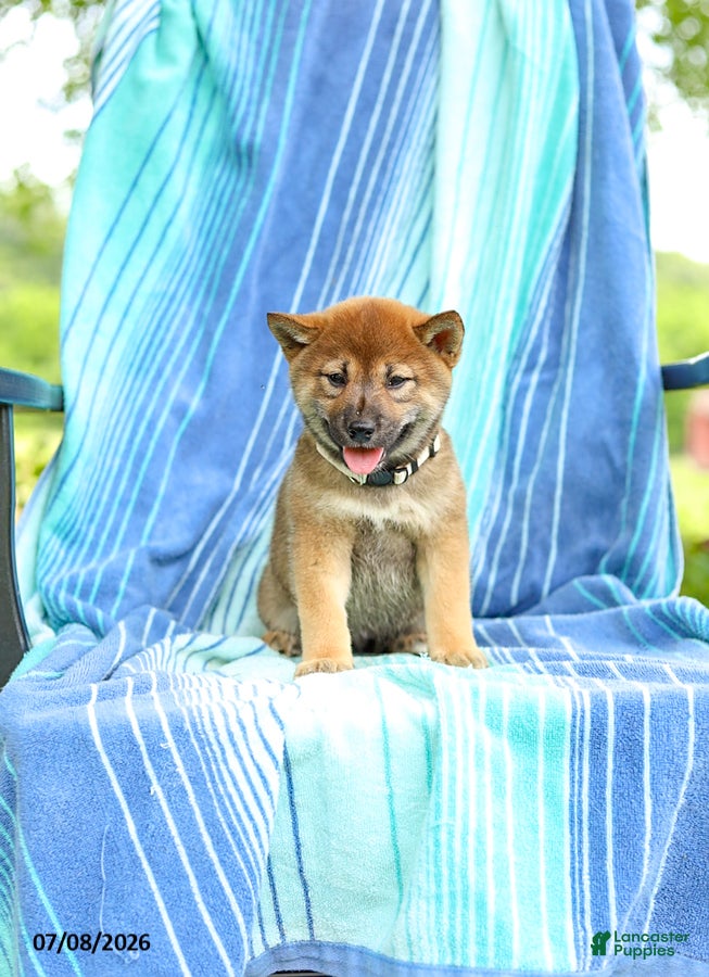 Shiba Inu dogs Posey - Ad 2