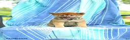 Shiba Inu dogs for sale: Posey - Ad 2