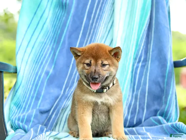 Shiba Inu dogs for sale: Posey - Ad 2