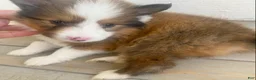 Shetland Sheepdog dogs for sale: Seamus - Ad 1