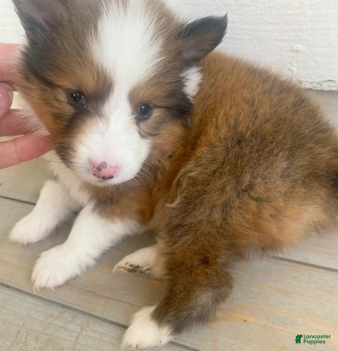 Shetland Sheepdog dogs for sale: Seamus - Ad 1
