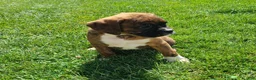Boxer dogs for sale: Hunk - Ad 5