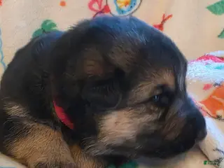 German Shepherd dogs German Shepherd Puppy 3 - Ad 38