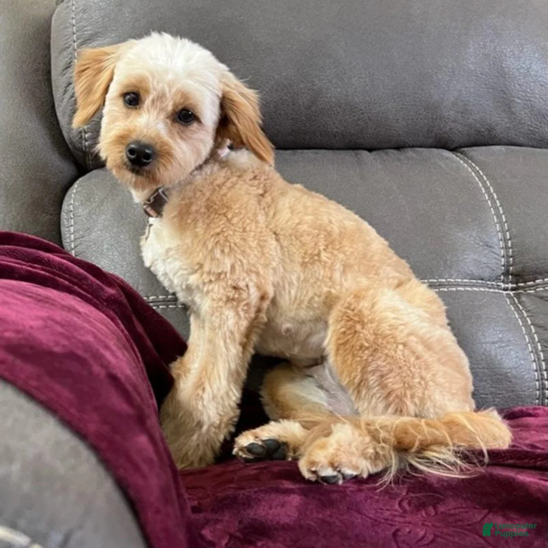 Mini Goldendoodle dogs for sale: Toto (Micro Mini Goldendoodle) - Ad 5