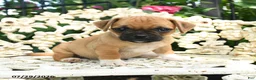 Jug dogs for sale: Millie - Ad 3