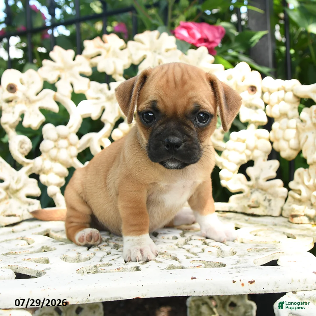 Jug dogs for sale: Millie - Ad 3