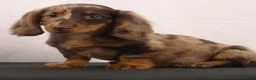 Dachshund dogs for sale: Rusty - Ad 7