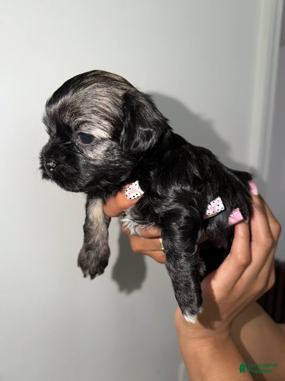 Mixed Breed dogs for sale: Mixed Breed 4 - Ad 2