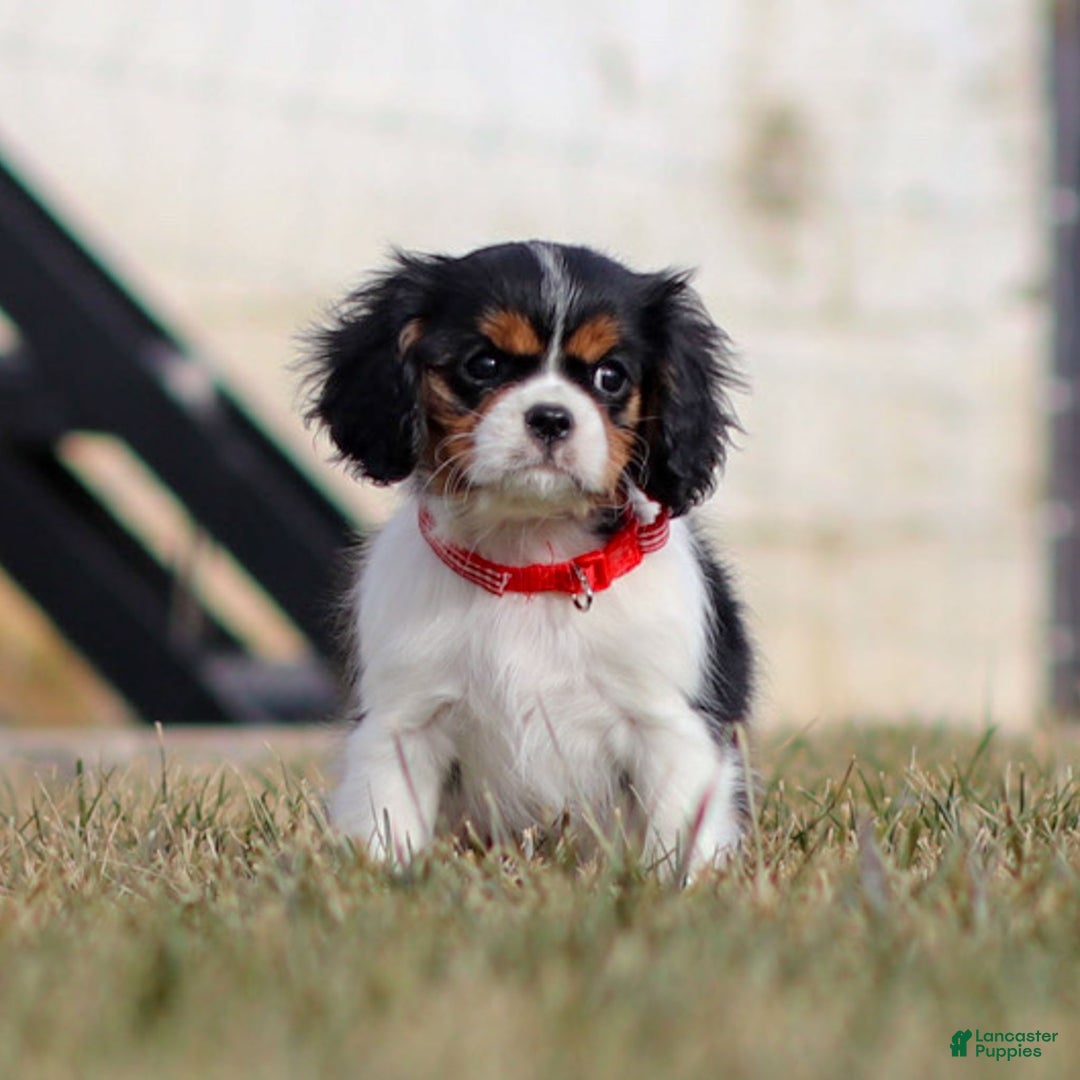 Cavalier King Charles Spaniel dogs for sale: Cassian - Ad 11