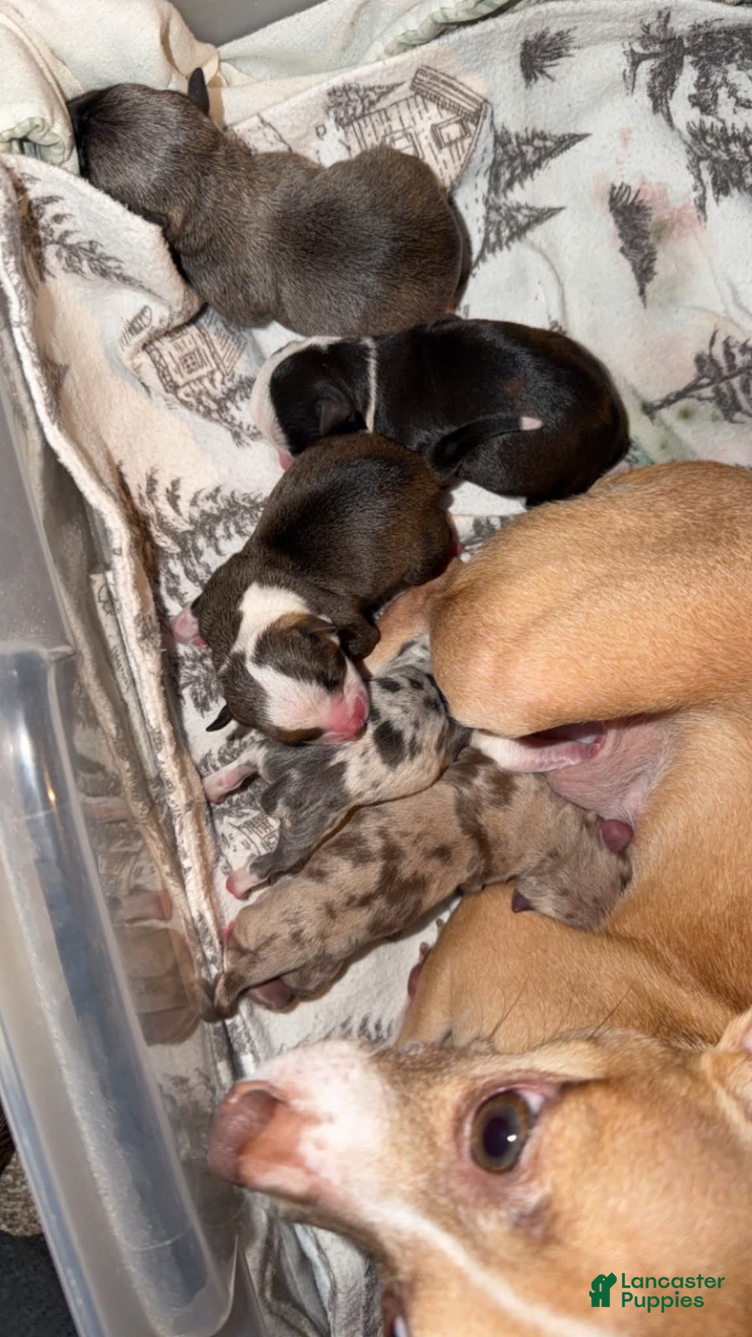 Chihuahua dogs for sale: Chihuahua 1 - Ad 2