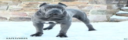 Cane Corso dogs for sale: Fairy - Ad 7