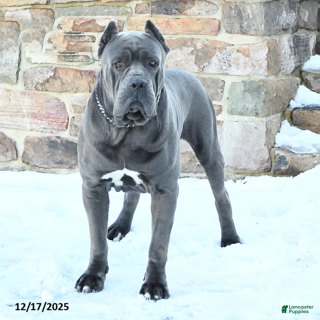 Cane Corso dogs for sale: Fairy - Ad 7