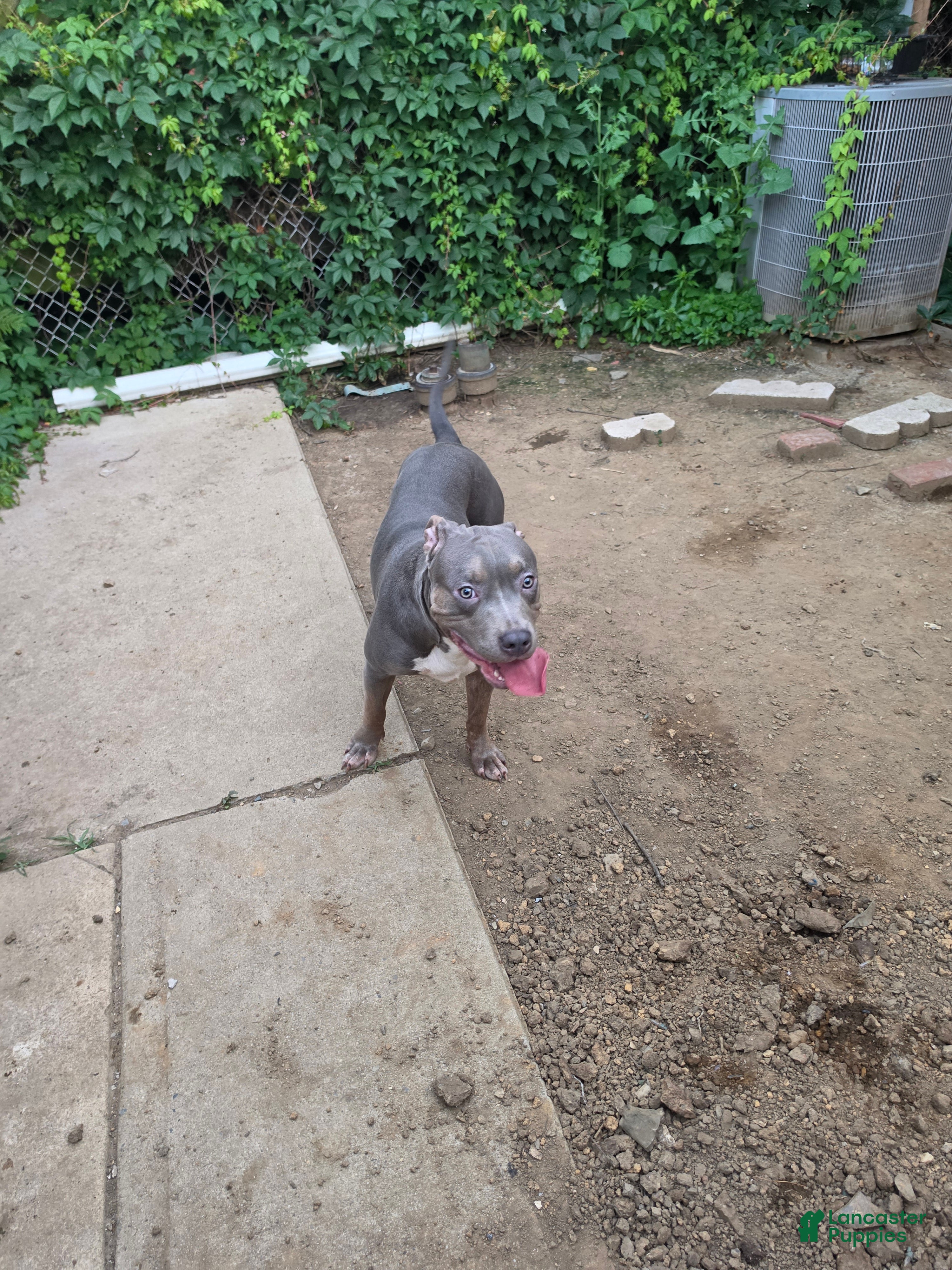 American Bully dogs Venom - Ad 1