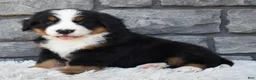 Bernese Mountain Dog dogs for sale: Bentley  - Ad 5