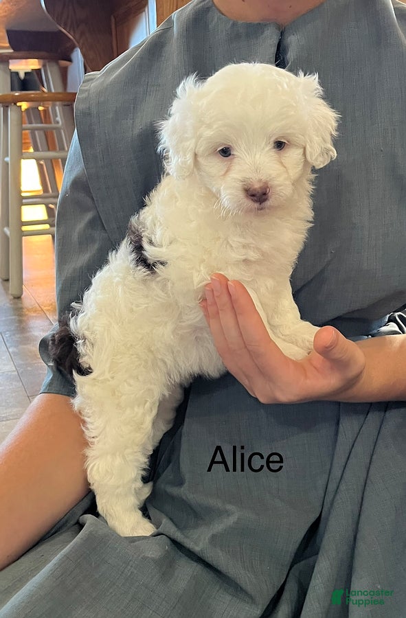 Mini Aussiedoodle dogs for sale: Alice - Ad 37