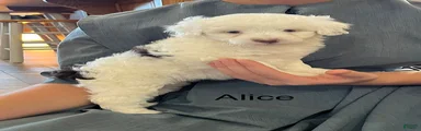 Alice