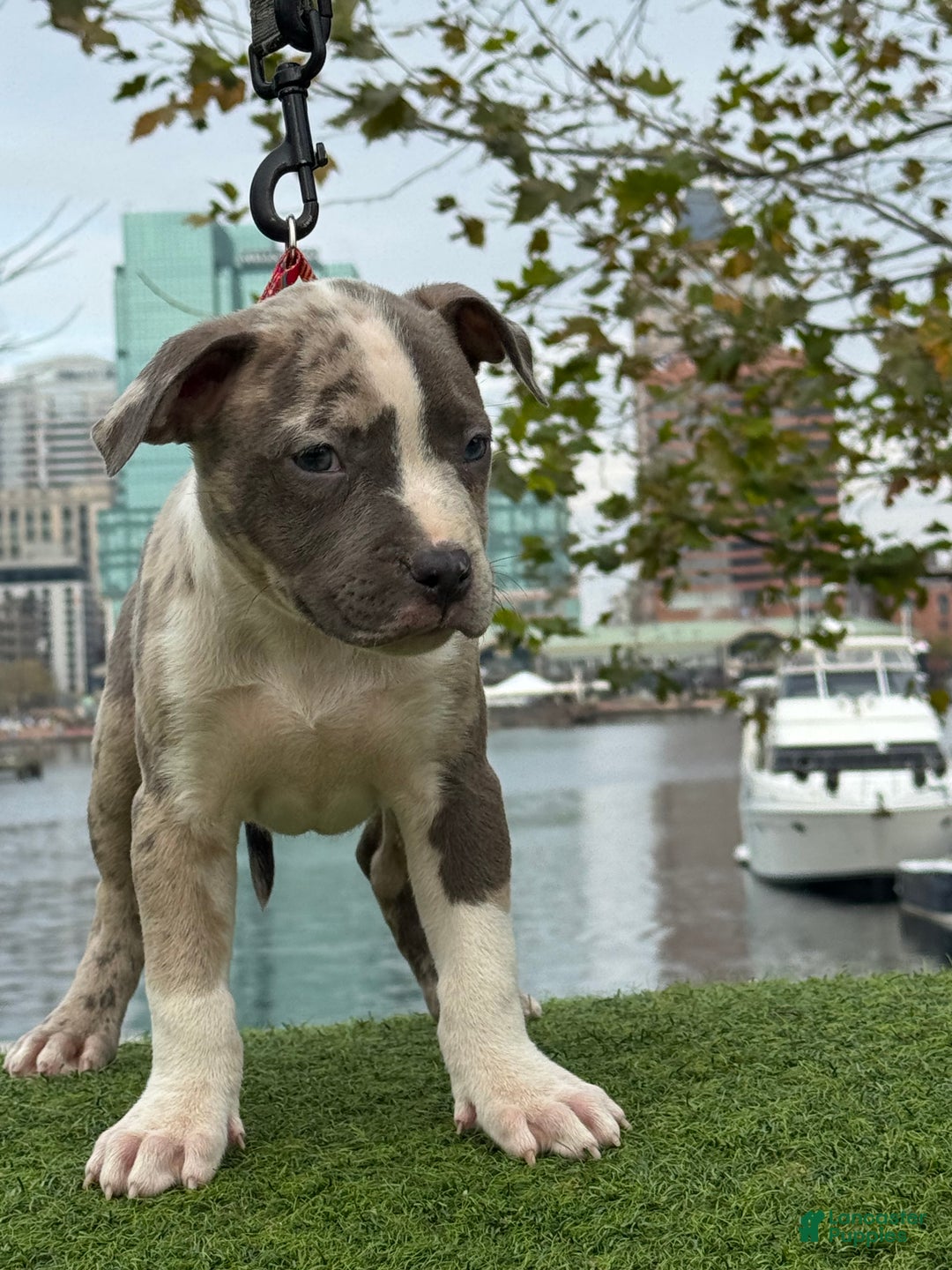 American Bully dogs for sale: Greyjoy  - Ad 24