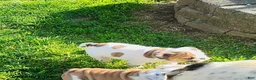 English Bulldog dogs for sale: Rugur - Ad 9