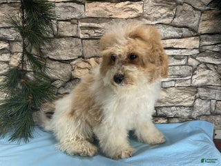 Mixed Breed dogs - Ad 13