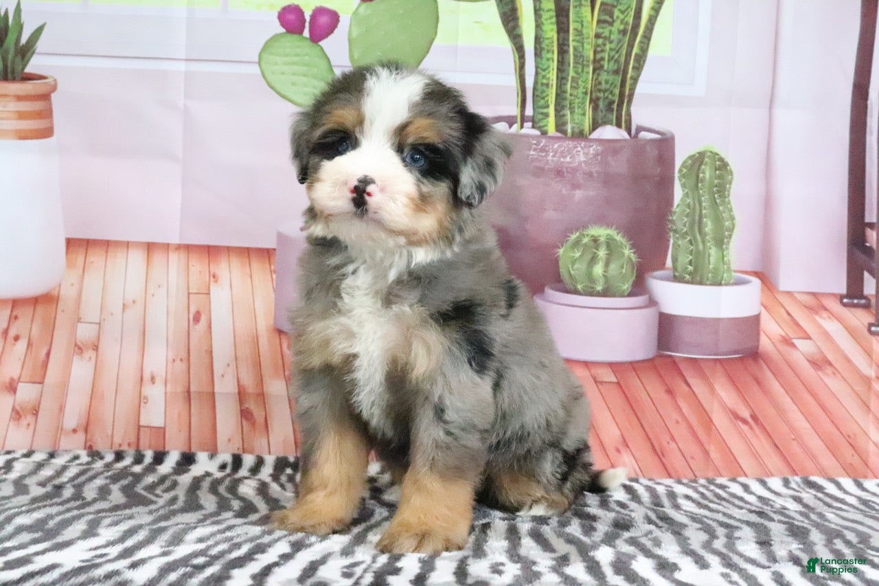 Mini Bernedoodle dogs Sarge - Ad 2