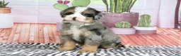 Mini Bernedoodle dogs for sale: Sarge - Ad 2