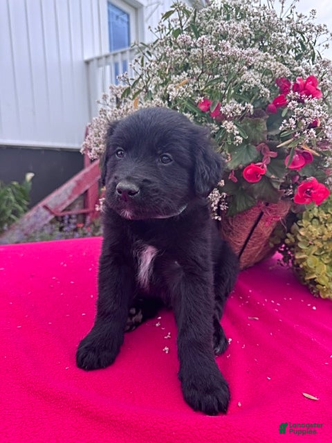 Mixed Breed dogs Leo - Ad 1