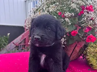 Mixed Breed dogs for sale: Leo - Ad 4