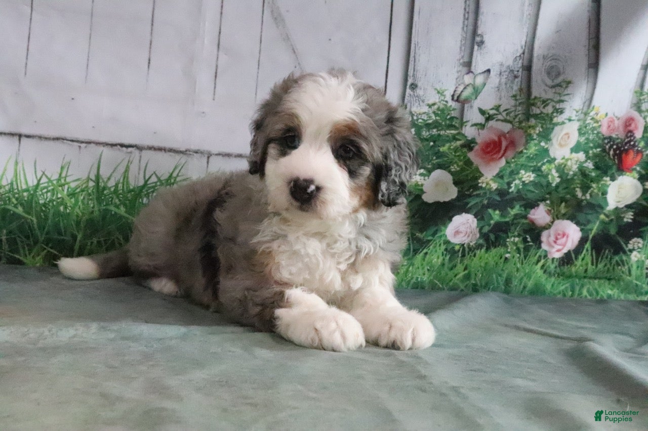 Mini Bernedoodle dogs for sale: Maggie - Ad 1
