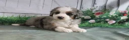 Mini Bernedoodle dogs for sale: Maggie - Ad 1
