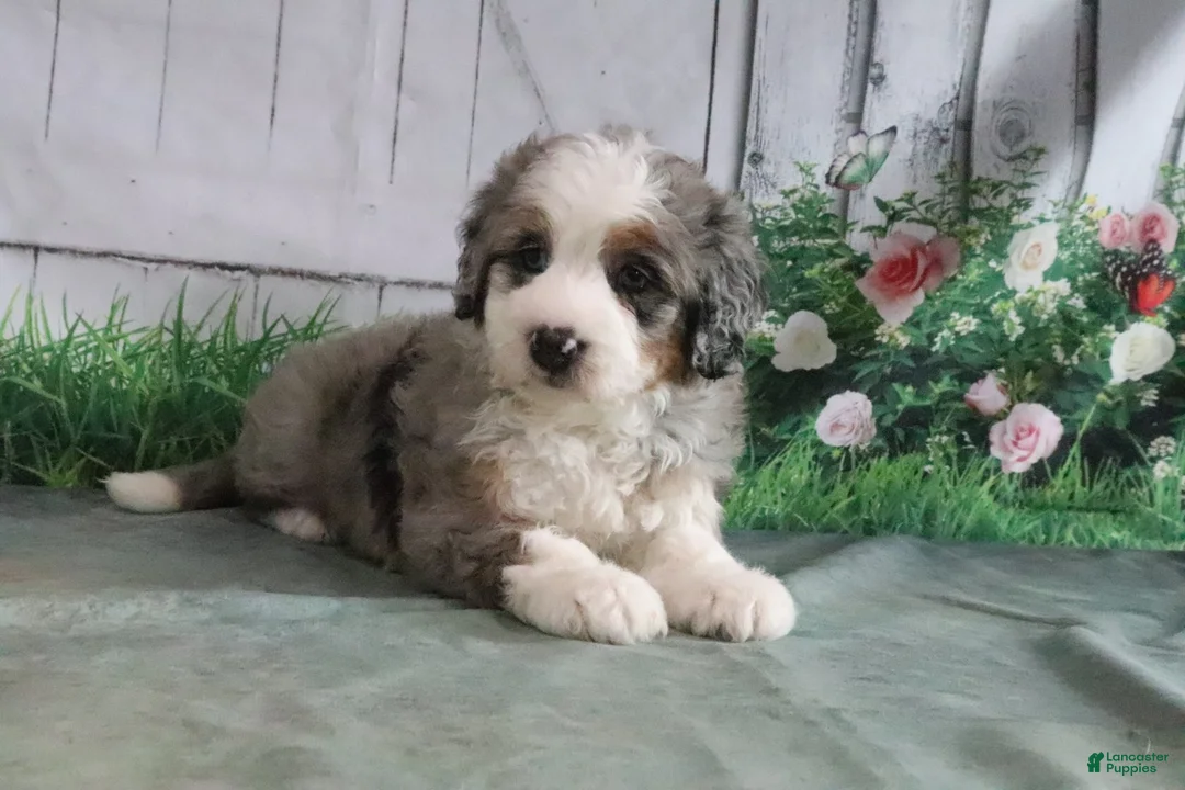 Mini Bernedoodle dogs for sale: Maggie - Ad 1