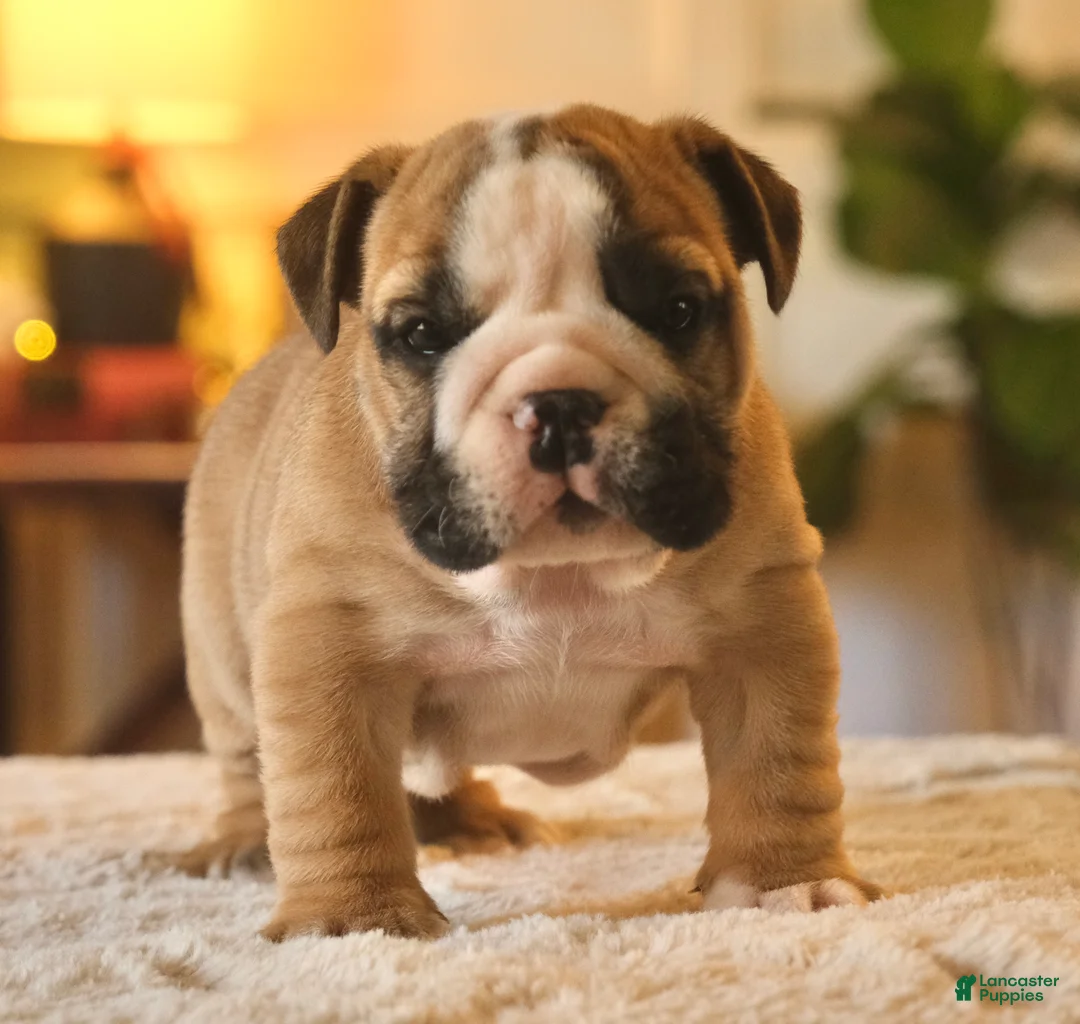 English Bulldog dogs for sale: Max - Ad 2