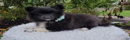 Pomeranian dogs for sale: Nicole - Ad 4