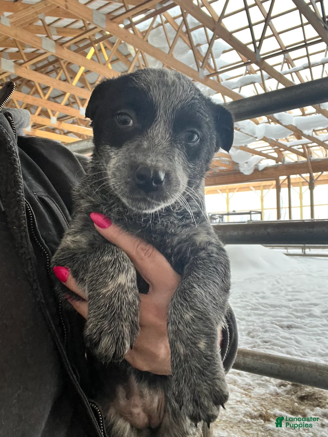 Australian Cattle Dog dogs for sale: Ebony  - Ad 3