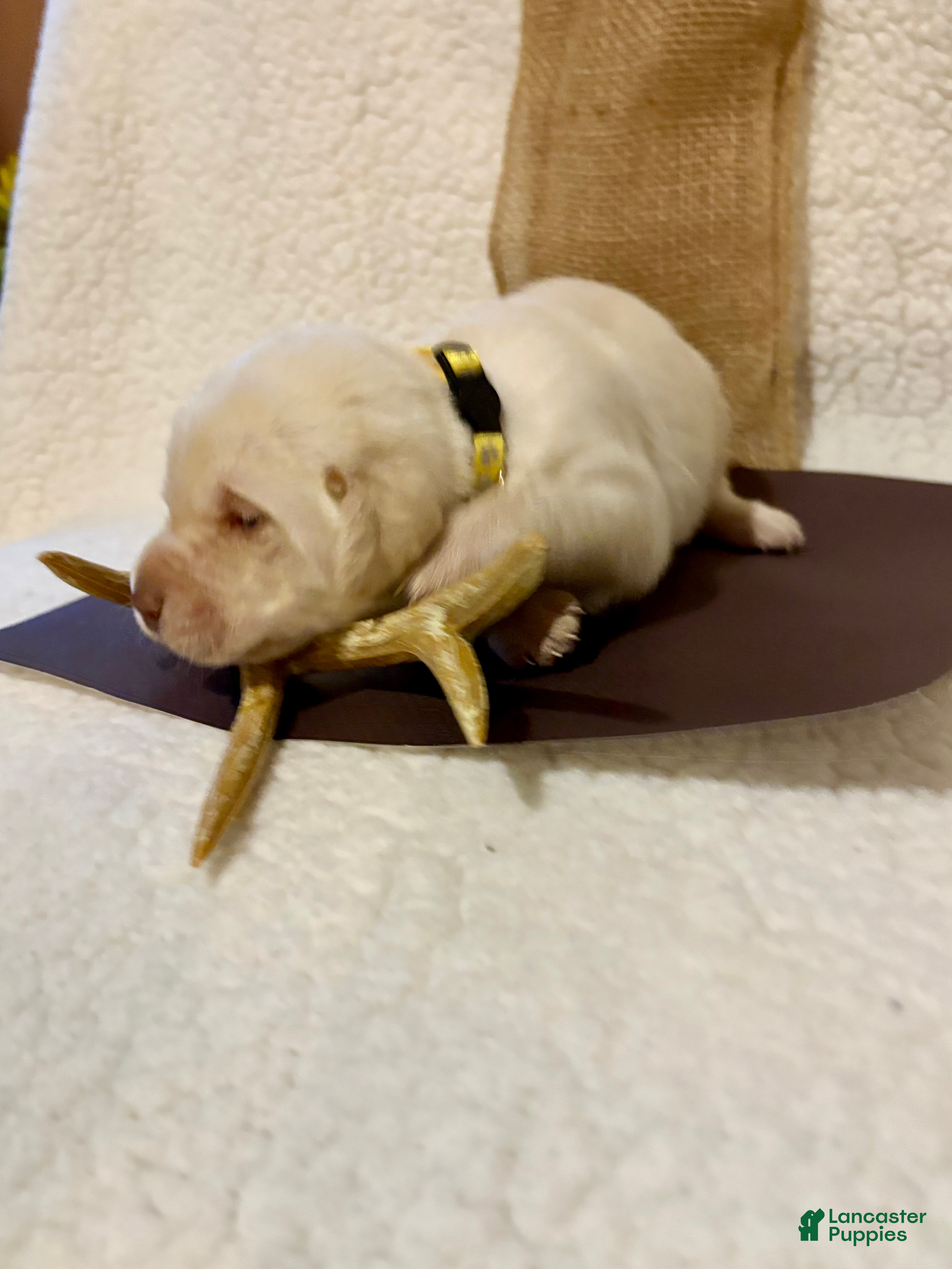 Labrador Retriever dogs Labrador Retriever Jethro yellow collar  - Ad 2