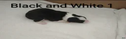 Border Collie dogs for sale: Border Collie 5 - Ad 2