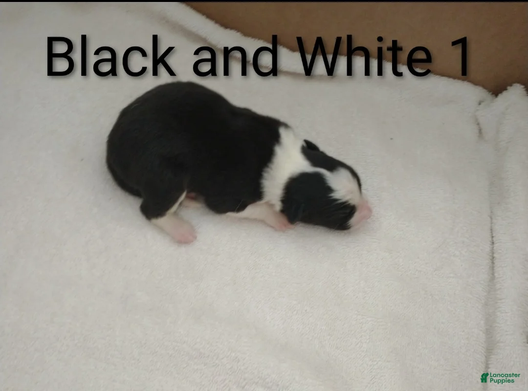 Border Collie dogs for sale: Border Collie 5 - Ad 2