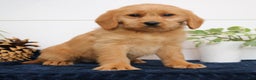 Mixed Breed dogs for sale: Amber - Ad 2