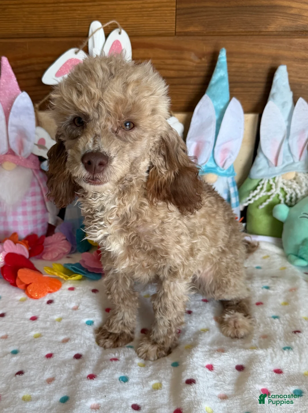 Toy Poodle dogs for sale: Boots - Ad 3