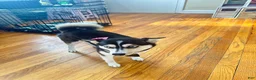 Siberian Husky dogs for sale: Siberian Husky 1 - Ad 2