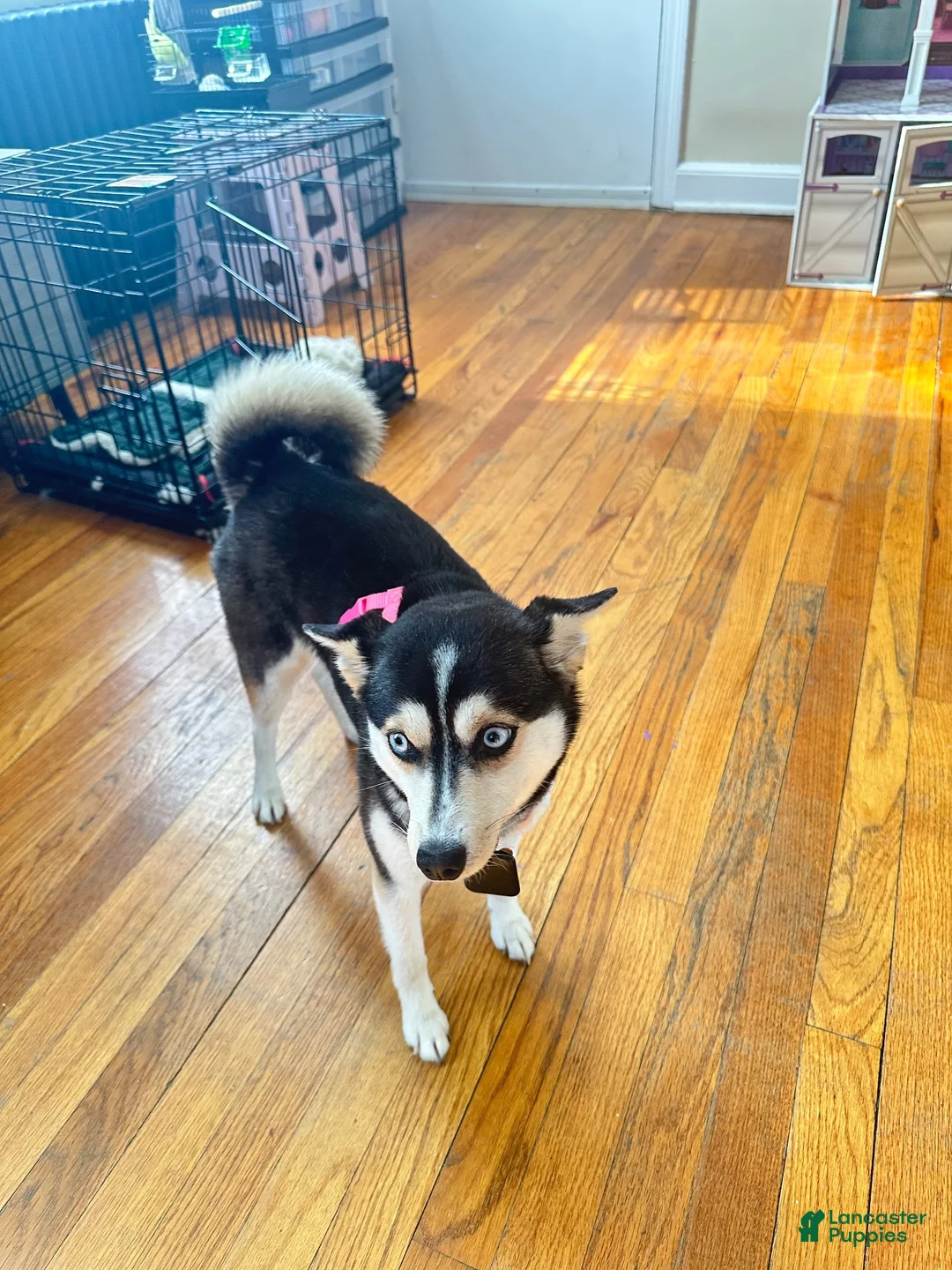 Siberian Husky dogs for sale: Siberian Husky 1 - Ad 2