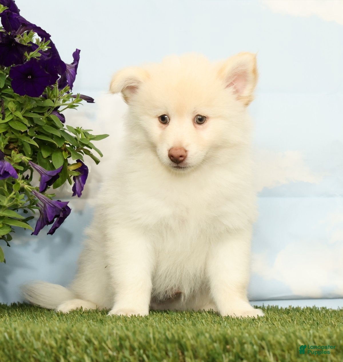 Pomsky dogs Krew - Ad 1
