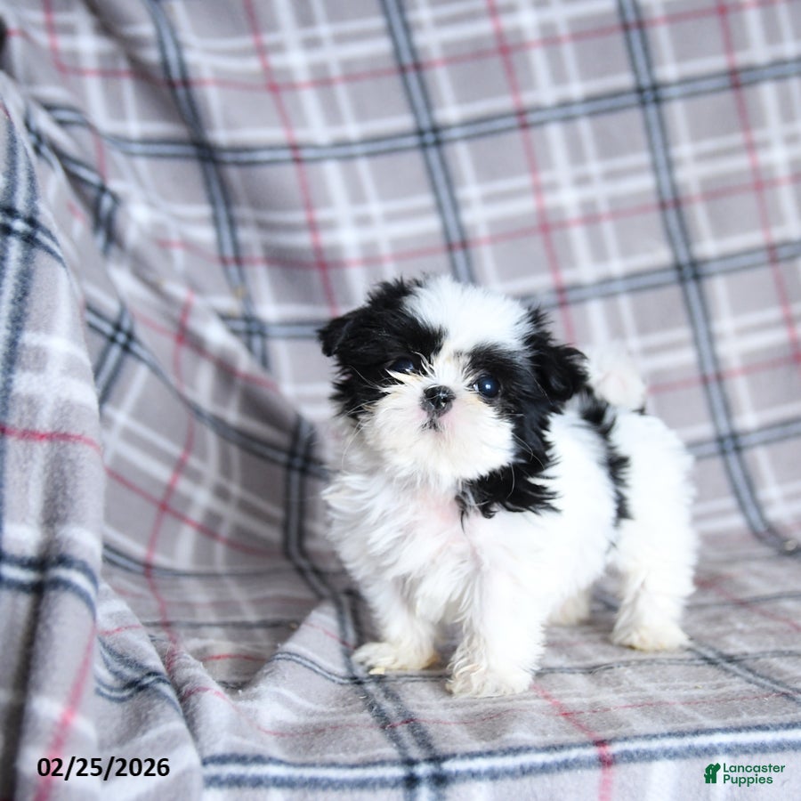 Shih Tzu dogs Sadie - Ad 1
