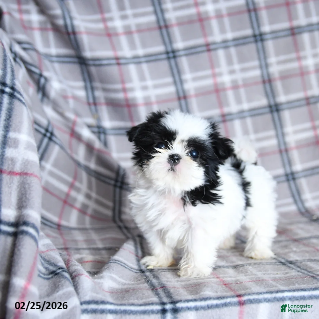 Shih Tzu dogs for sale: Sadie - Ad 1