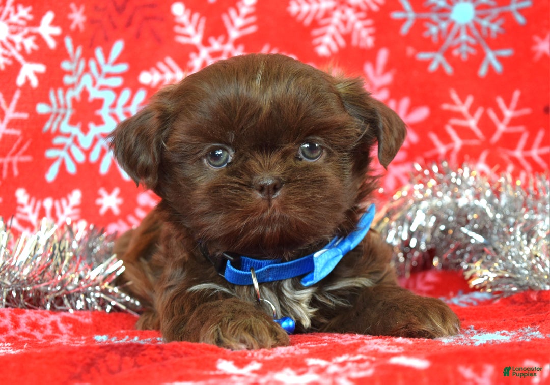 Shih Tzu dogs for sale: Cookie - Ad 7