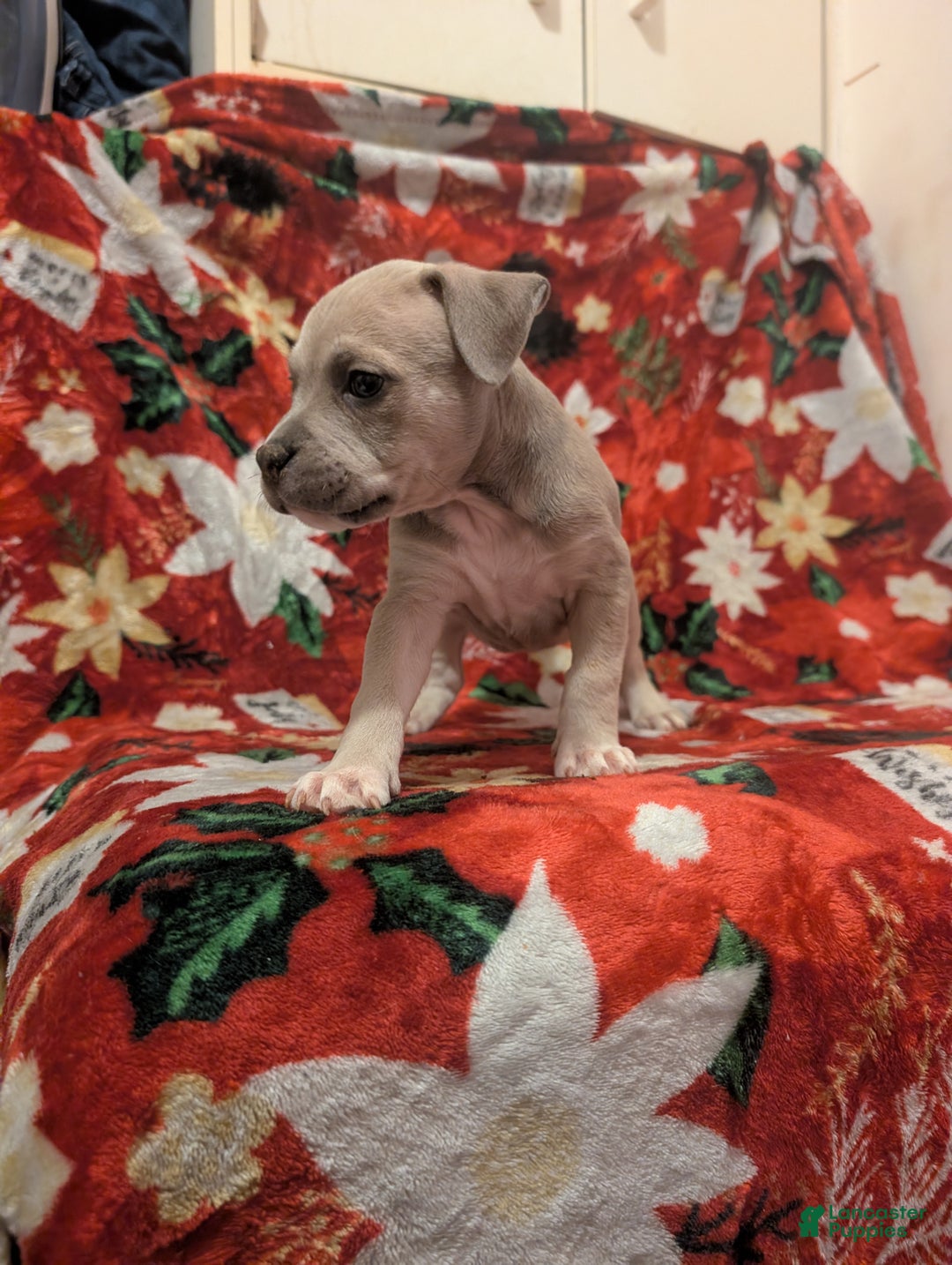 American Bully dogs for sale: American Bully Puppy 1 - Ad 1