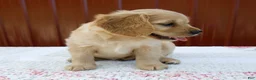Miniature Golden Retriever dogs for sale: Gage - Ad 6